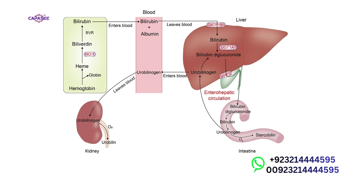 Using Charts with Bilirubin Meters
